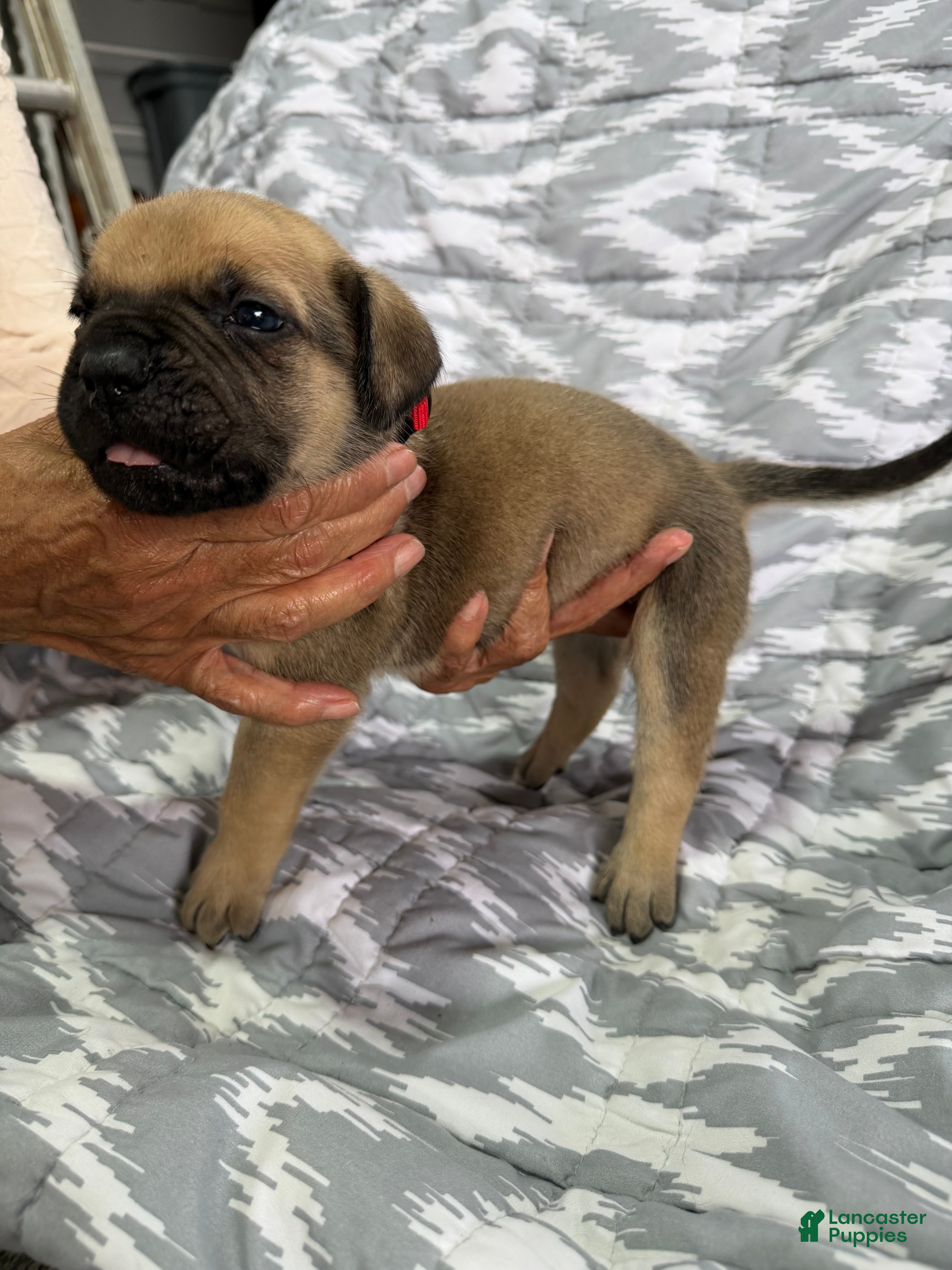 Cane Corso dogs Loki - Ad 2