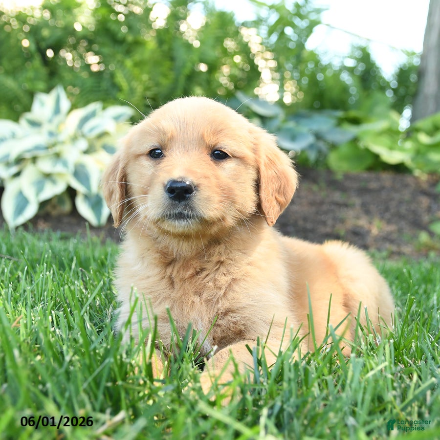 Golden Retriever dogs Sunny  - Ad 1