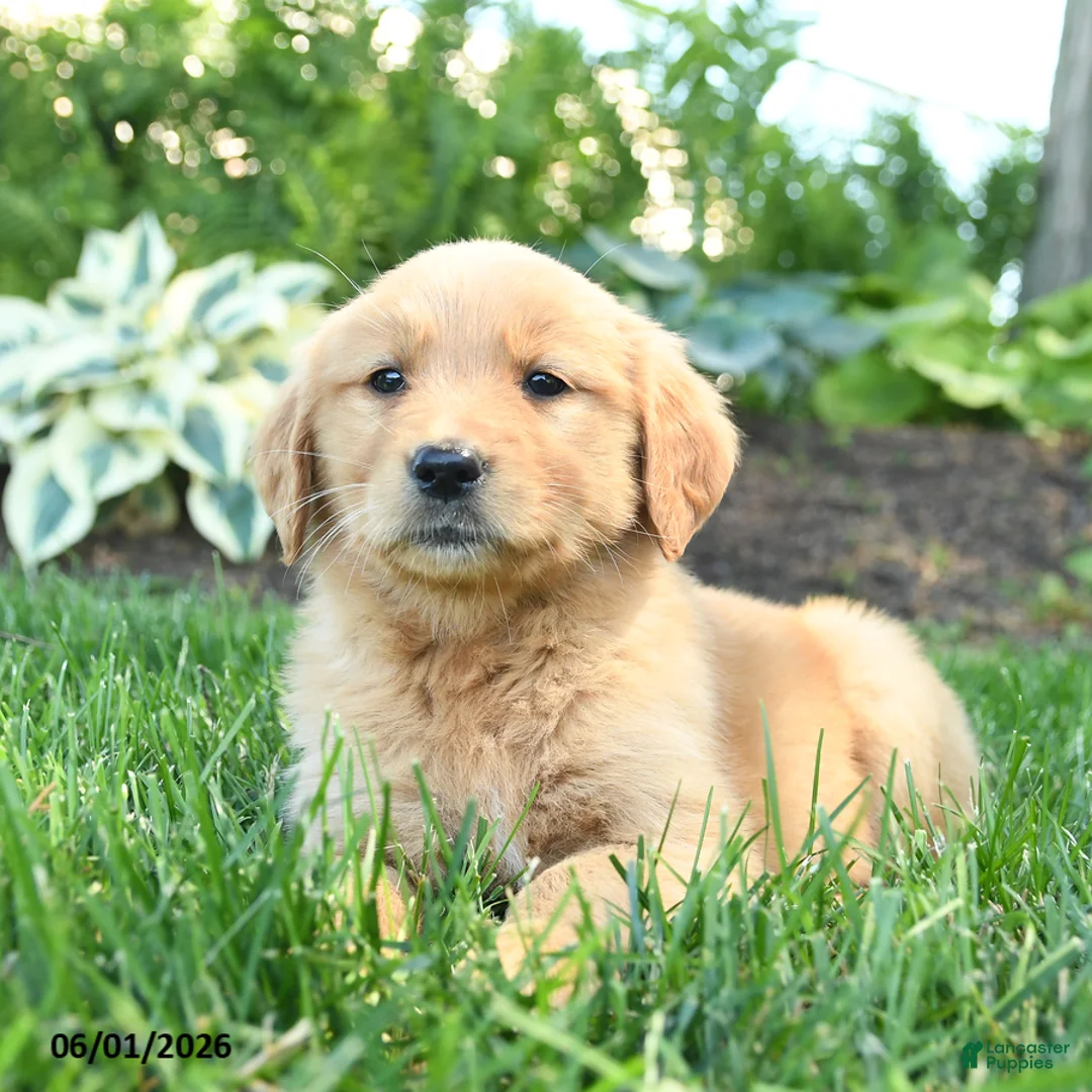 Golden Retriever dogs for sale: Sunny  - Ad 1