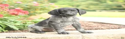 German Shorthaired Pointer dogs for sale: Amos - Ad 4