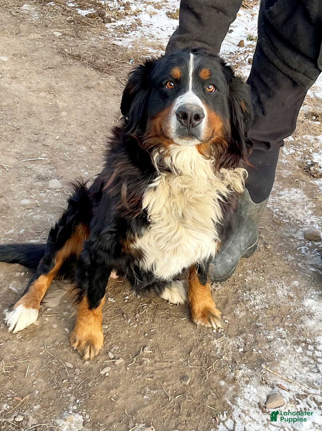 Bernese Mountain Dog dogs for sale: Barry - Ad 6