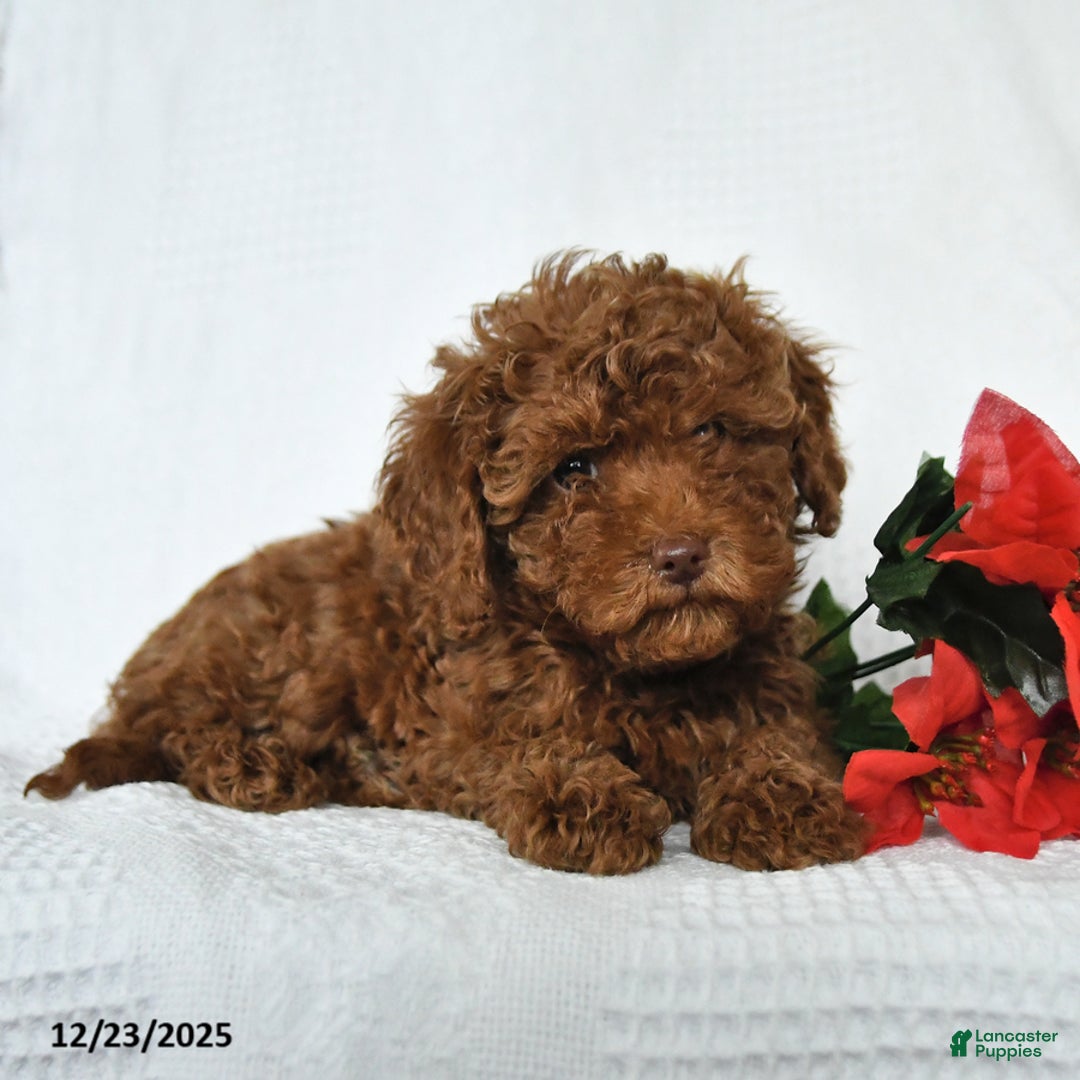 Toy Poodle dogs for sale: Eric - Ad 8