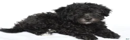 Miniature Poodle dogs for sale: Patrick  - Ad 6