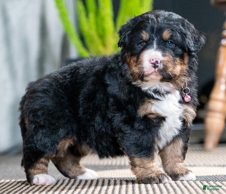 Bernese Mountain Dog dogs Cambria - Ad 9