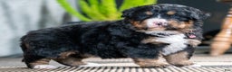 Bernese Mountain Dog dogs for sale: Cambria - Ad 1