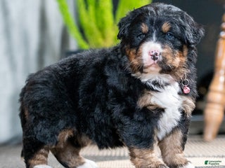 Bernese Mountain Dog dogs Cambria - Ad 9