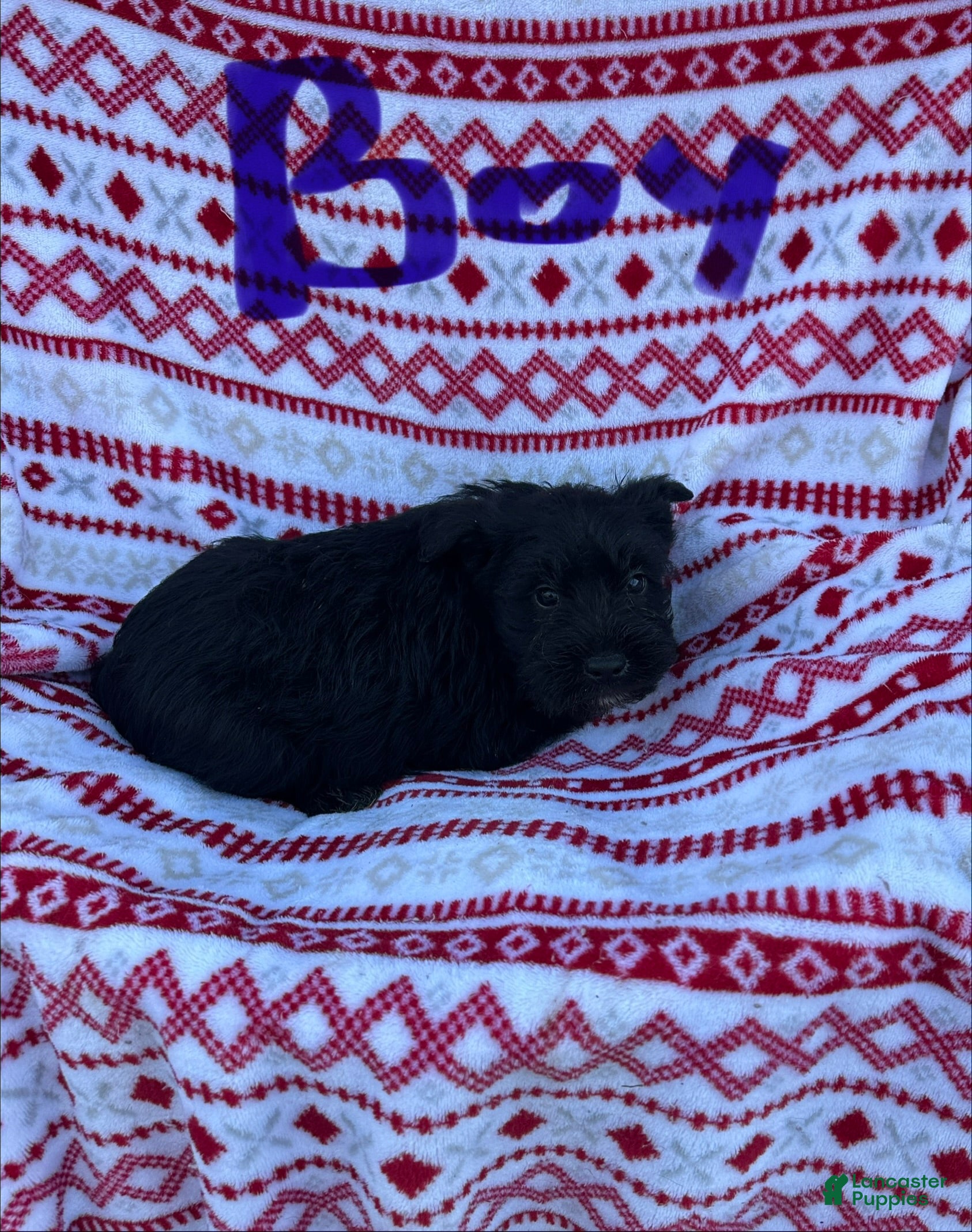 Miniature Schnauzer dogs Miniature Schnauzer Puppy 2-Rubble - Ad 1