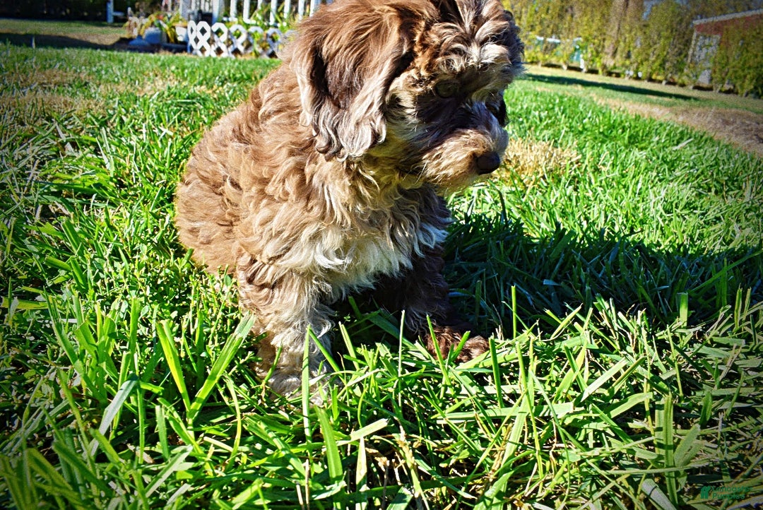 Havapoo dogs for sale: Jimbo - Ad 6