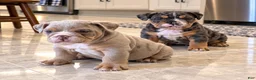 English Bulldog dogs for sale: Tank - Ad 4