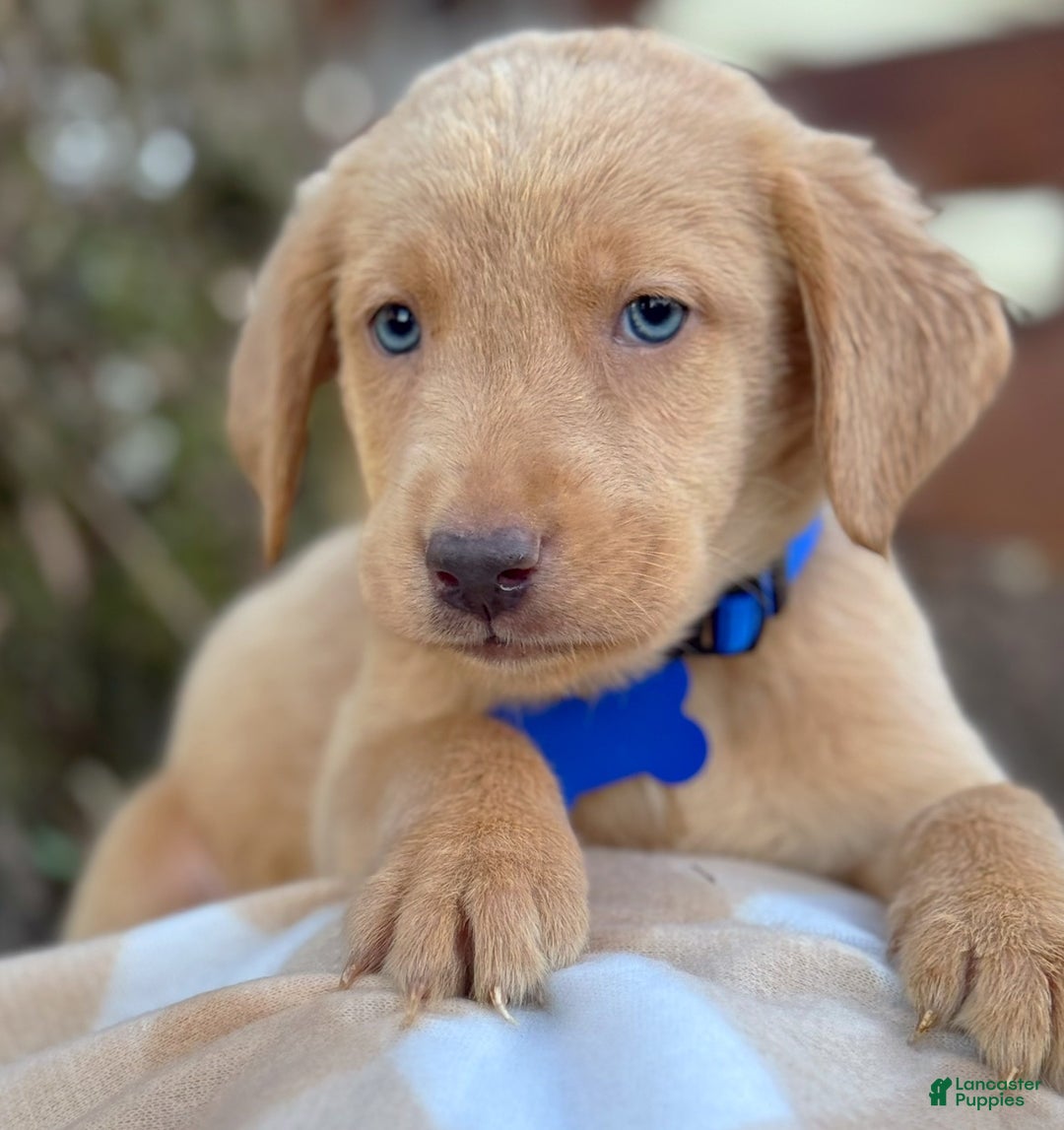 Labrador Retriever dogs for sale: Labrador Retriever Puppy 2 - Ad 25