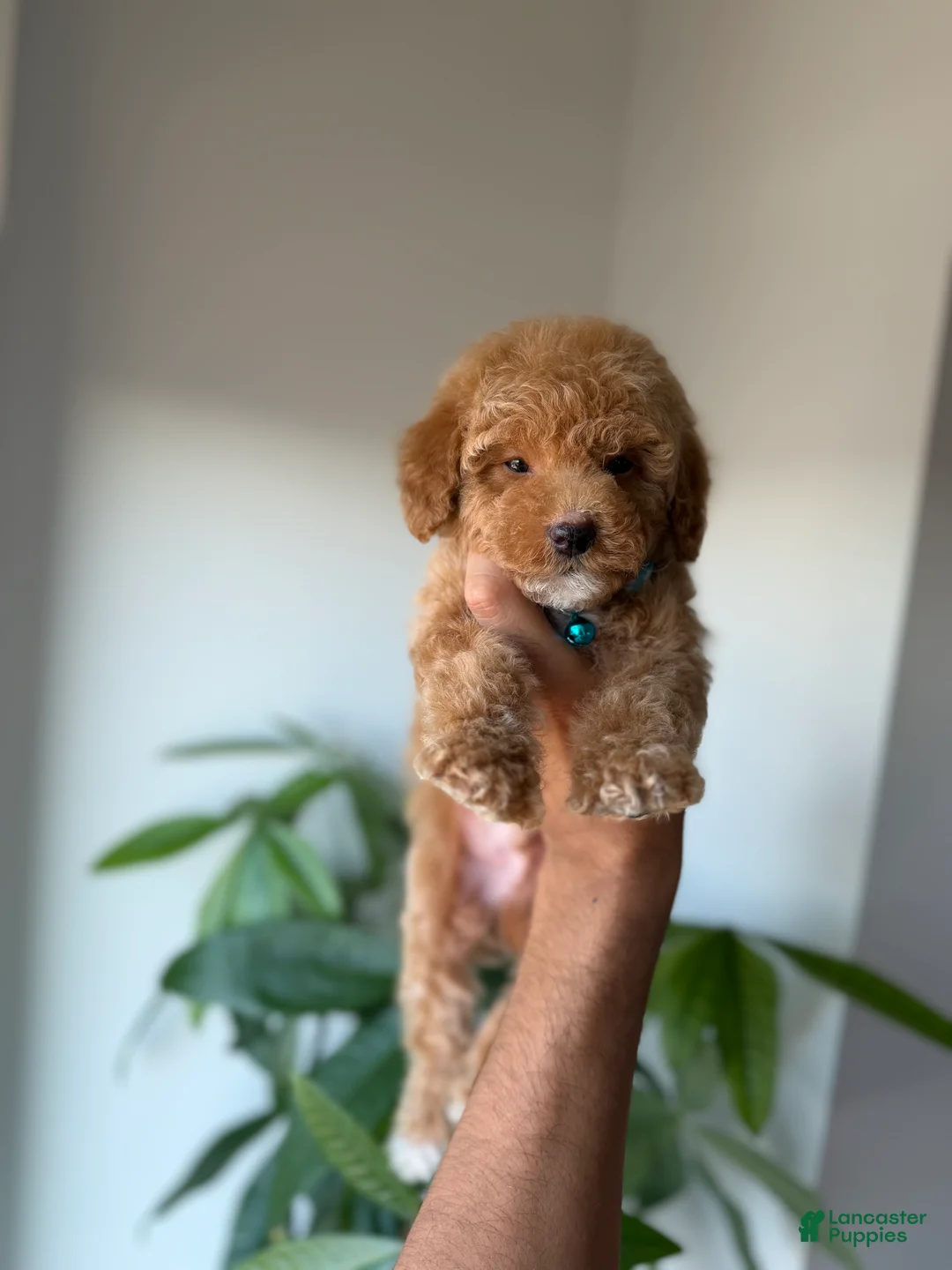 Toy Poodle dogs for sale: Gucci - Ad 7