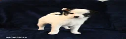 Mixed Breed dogs for sale: Sosha - Ad 1