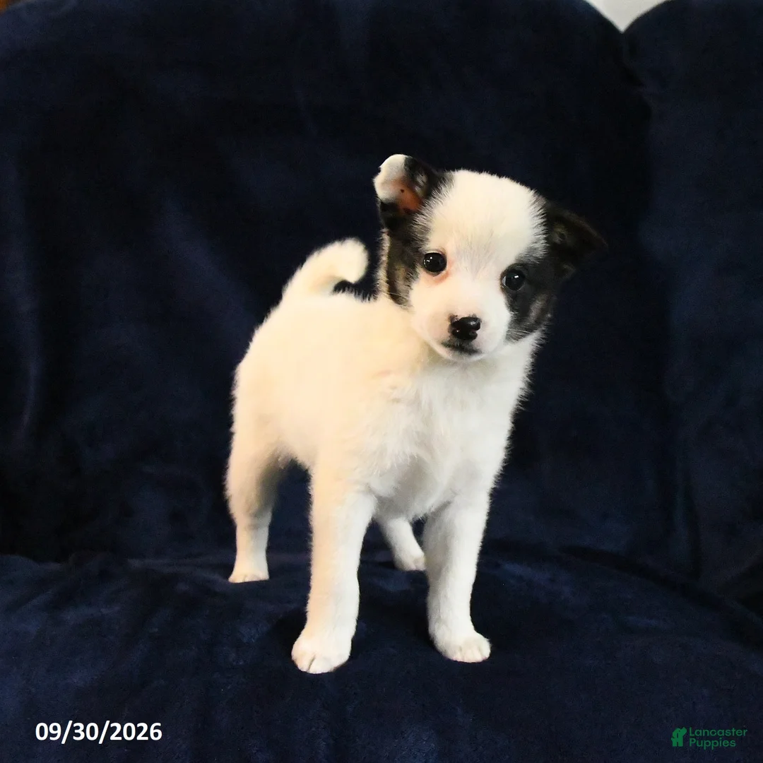 Mixed Breed dogs for sale: Sosha - Ad 1