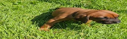 Redbone Coonhound dogs for sale: Redbone Coonhound 9(black) - Ad 28