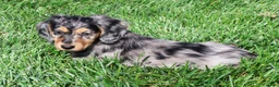 Miniature Dachshund dogs for sale: Chase - Ad 2