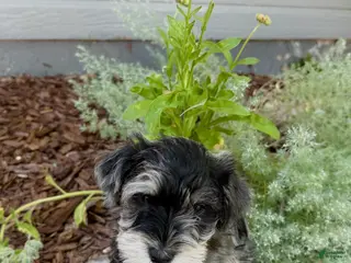 Miniature Schnauzer dogs Mickey - Ad 2