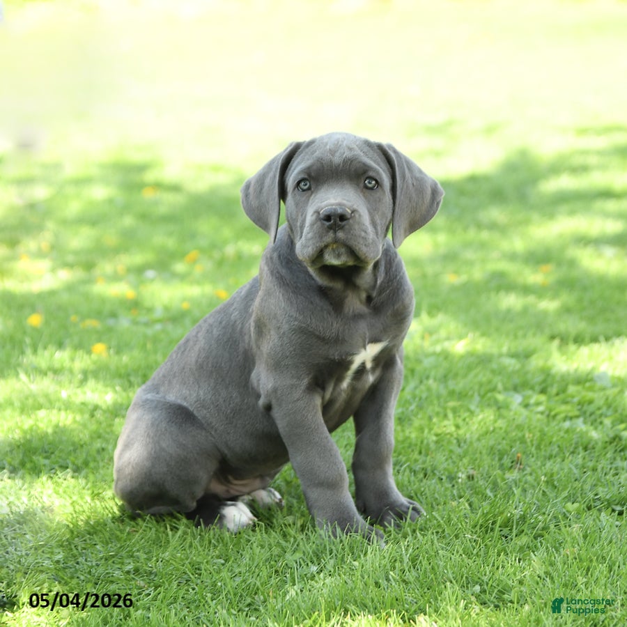 Cane Corso dogs Scott - Ad 2