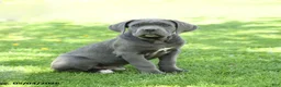 Cane Corso dogs for sale: Scott - Ad 2