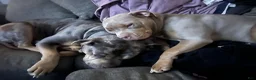 American Bully dogs for sale: Bambi - Ad 7