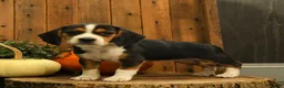 Beagle dogs for sale: Milkyway - Ad 3