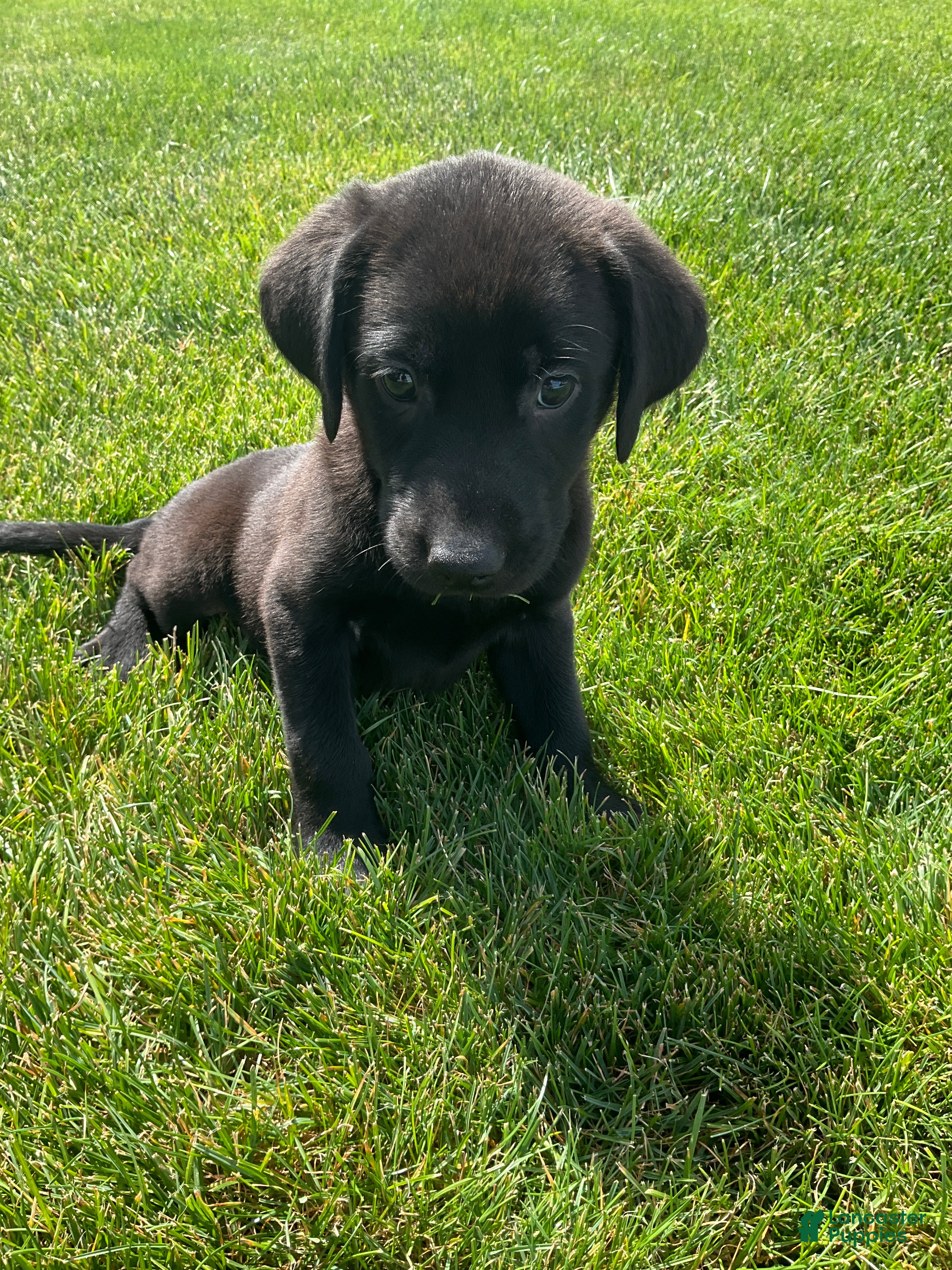Labrador Retriever dogs Jasper - Ad 2