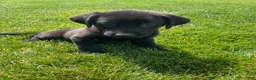 Labrador Retriever dogs for sale: Jasper - Ad 2