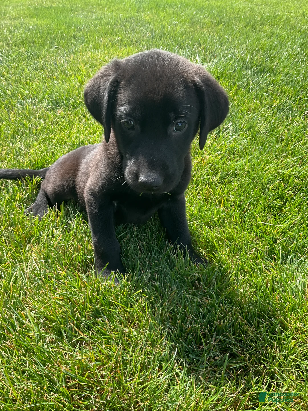 Labrador Retriever dogs for sale: Jasper - Ad 2