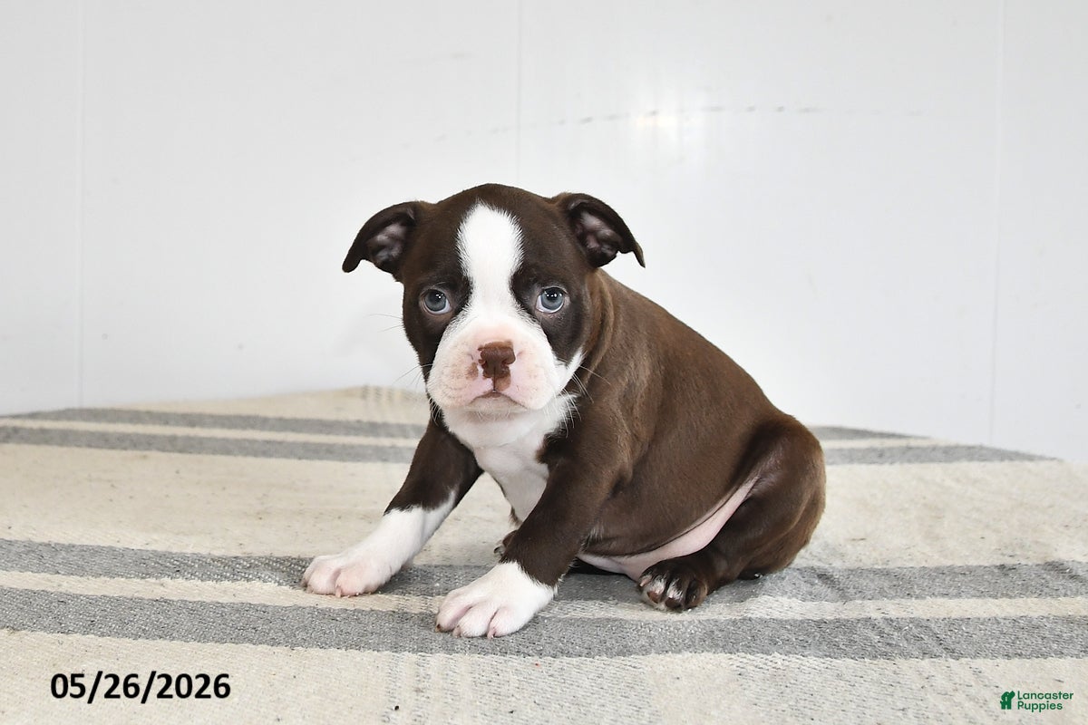 Boston Terrier dogs Flora - Ad 1