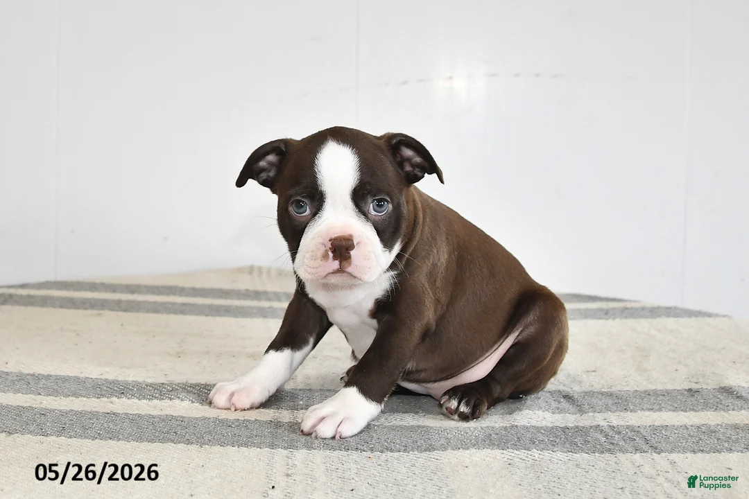 Boston Terrier dogs for sale: Flora - Ad 1