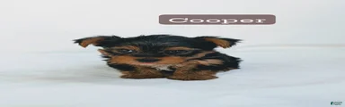 Cooper 