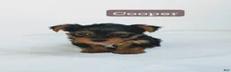 Yorkshire Terrier dogs for sale: Cooper  - Ad 1