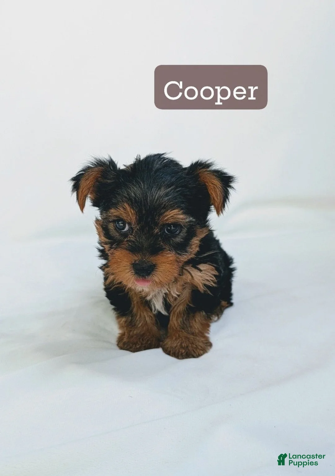 Yorkshire Terrier dogs for sale: Cooper  - Ad 1
