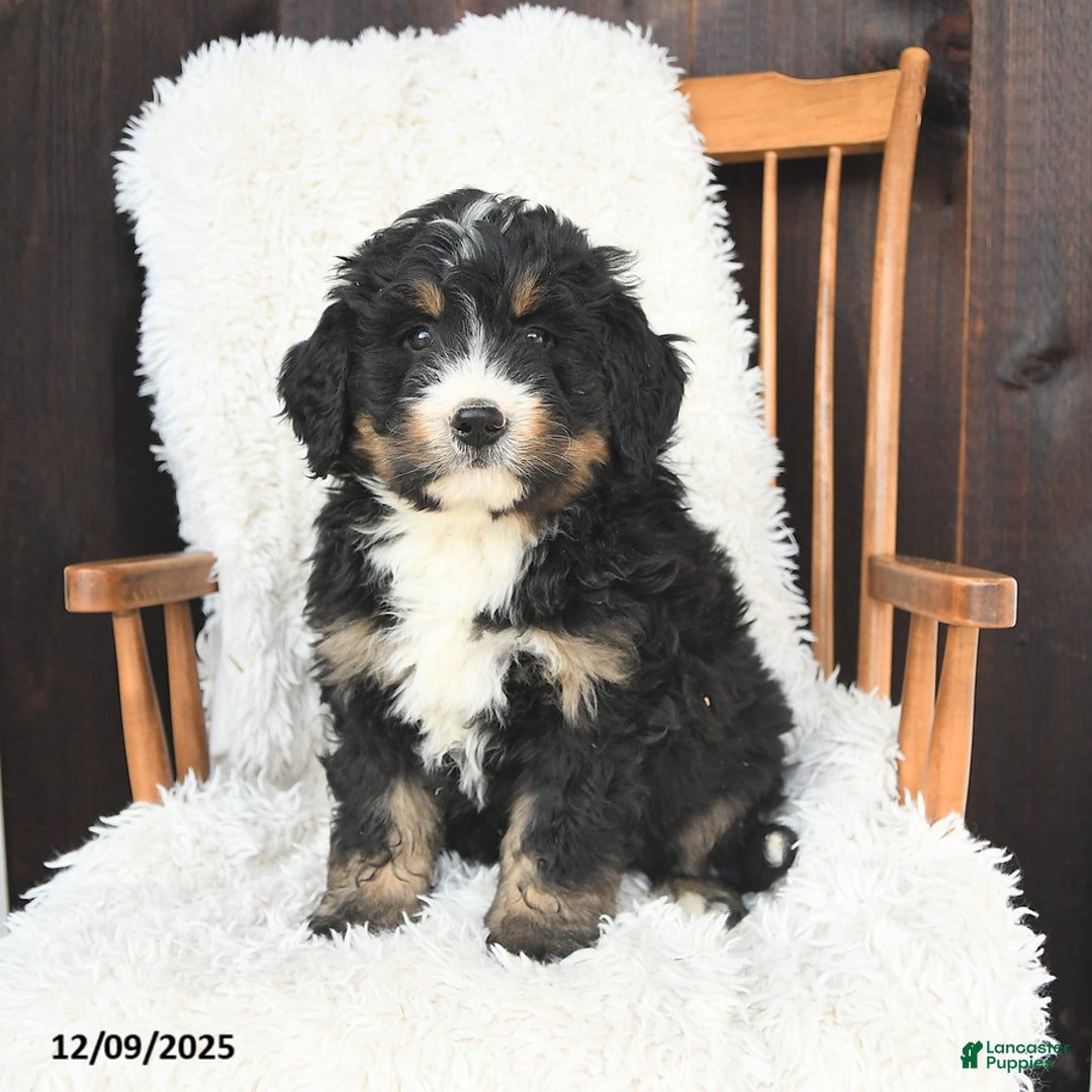 Bernedoodle dogs for sale: Joy - Ad 1