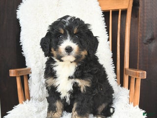 Bernedoodle dogs Joy - Ad 11