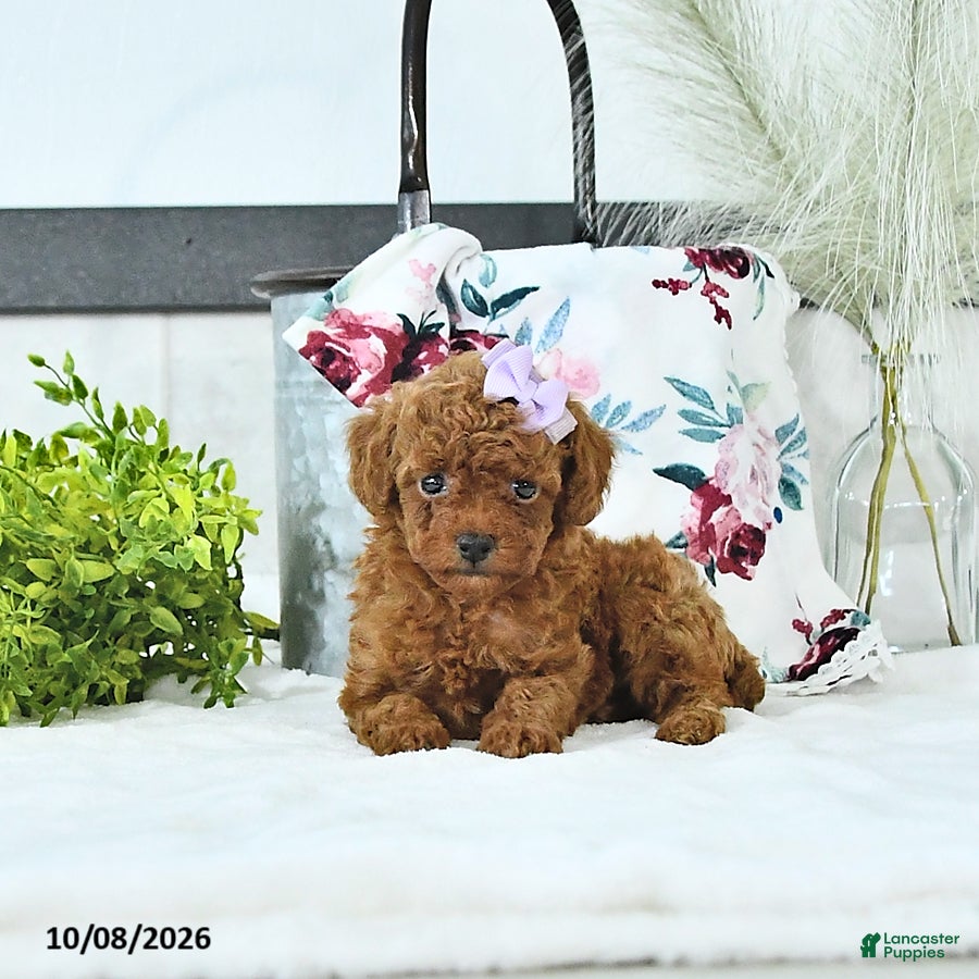 Maddie (Toy Poodle, Female) in LaGrange, IN