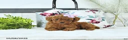 Toy Poodle dogs for sale: Maddie - Ad 1