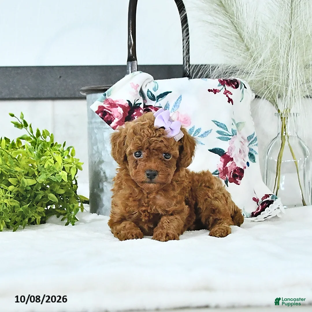 Toy Poodle dogs for sale: Maddie - Ad 1