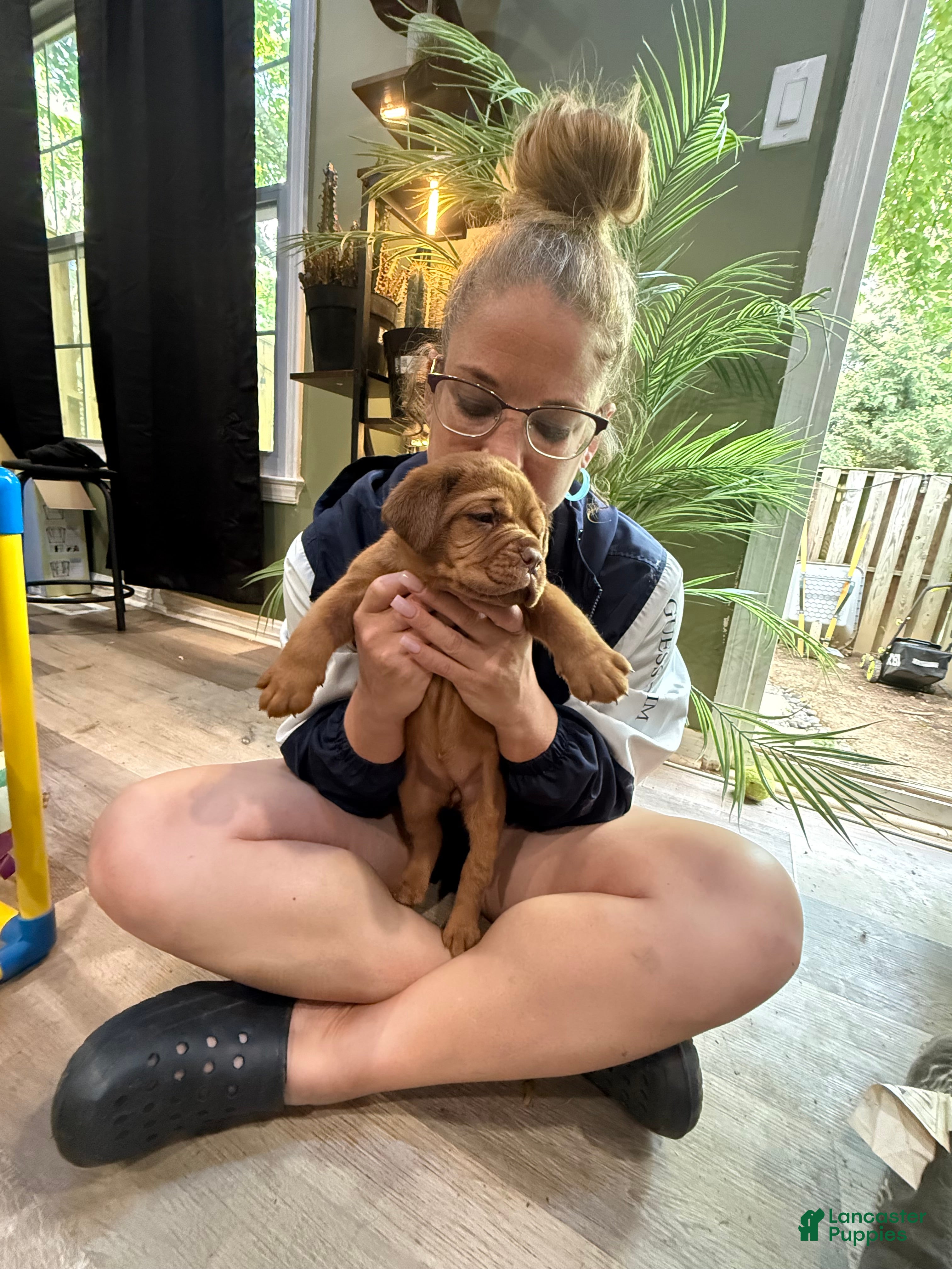 Dogue De Bordeaux dogs Dogue De Bordeaux Puppy 3 color lime green  - Ad 1