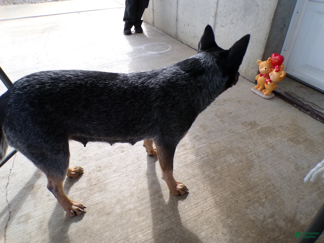 Australian Cattle Dog dogs for sale: Australian Cattle Dog Puppy 2 Kendell - Ad 4