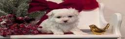 Maltese dogs for sale: Kona - Ad 9