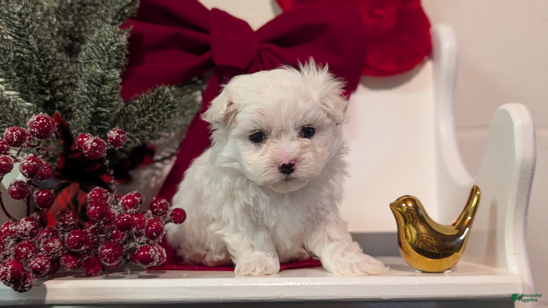Maltese dogs for sale: Kona - Ad 9