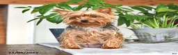 Yorkshire Terrier dogs for sale: Kayla - Ad 6