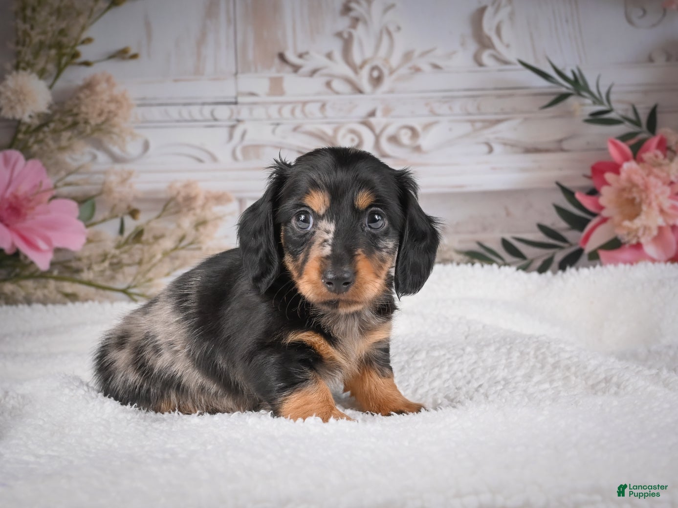 Miniature Dachshund dogs AKC-Mason - Ad 1