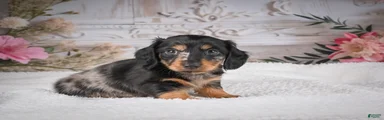 AKC-Mason