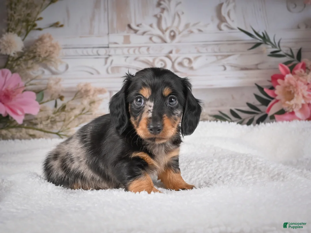 Miniature Dachshund dogs for sale: AKC-Mason - Ad 1