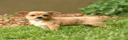Chihuahua dogs for sale: Marlene - Ad 4