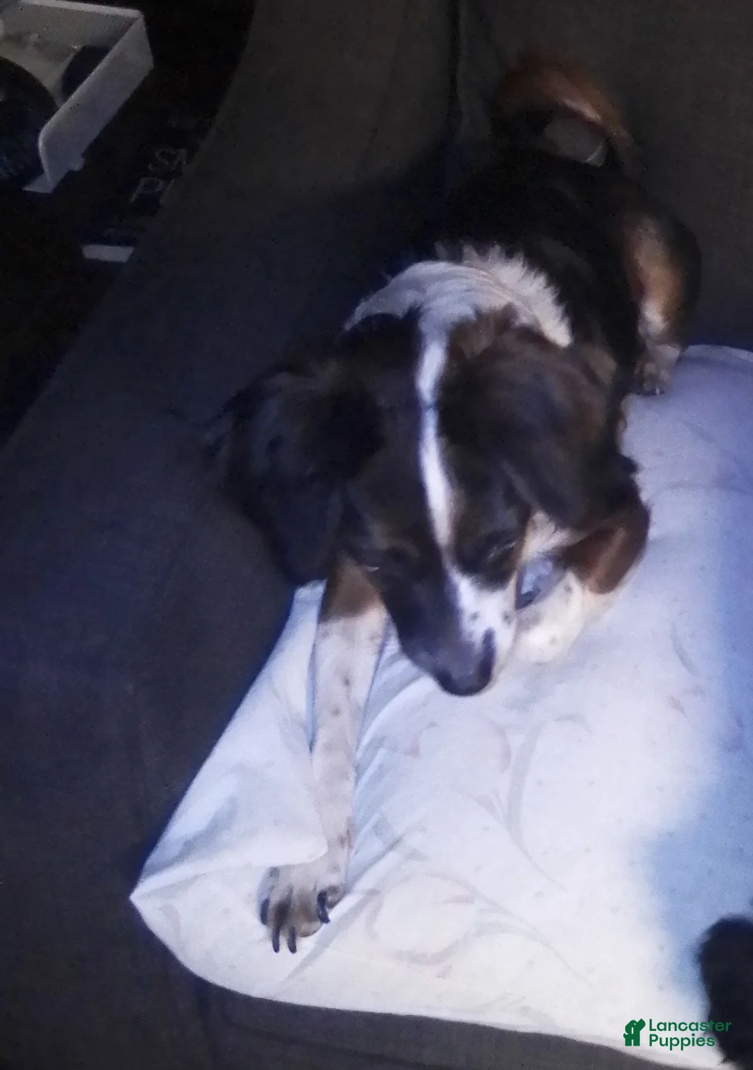 Mini Aussiedoodle dogs for sale: Mini Aussiedoodle Puppy 3 - Ad 4