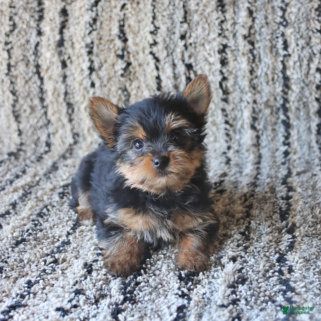Yorkshire Terrier dogs for sale: Princess - Ad 1