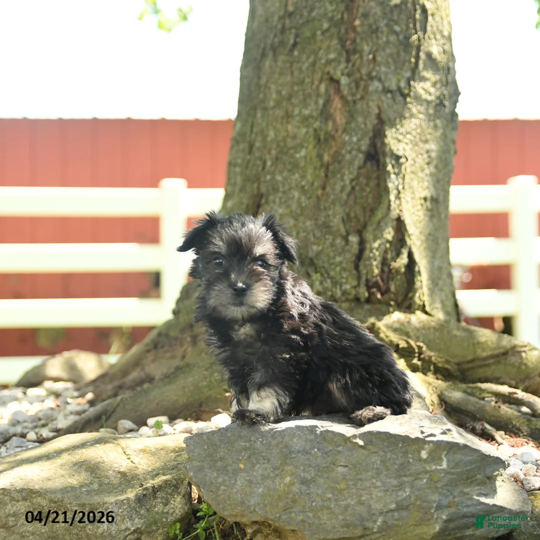 Miniature Schnauzer dogs for sale: Bella   - Ad 2