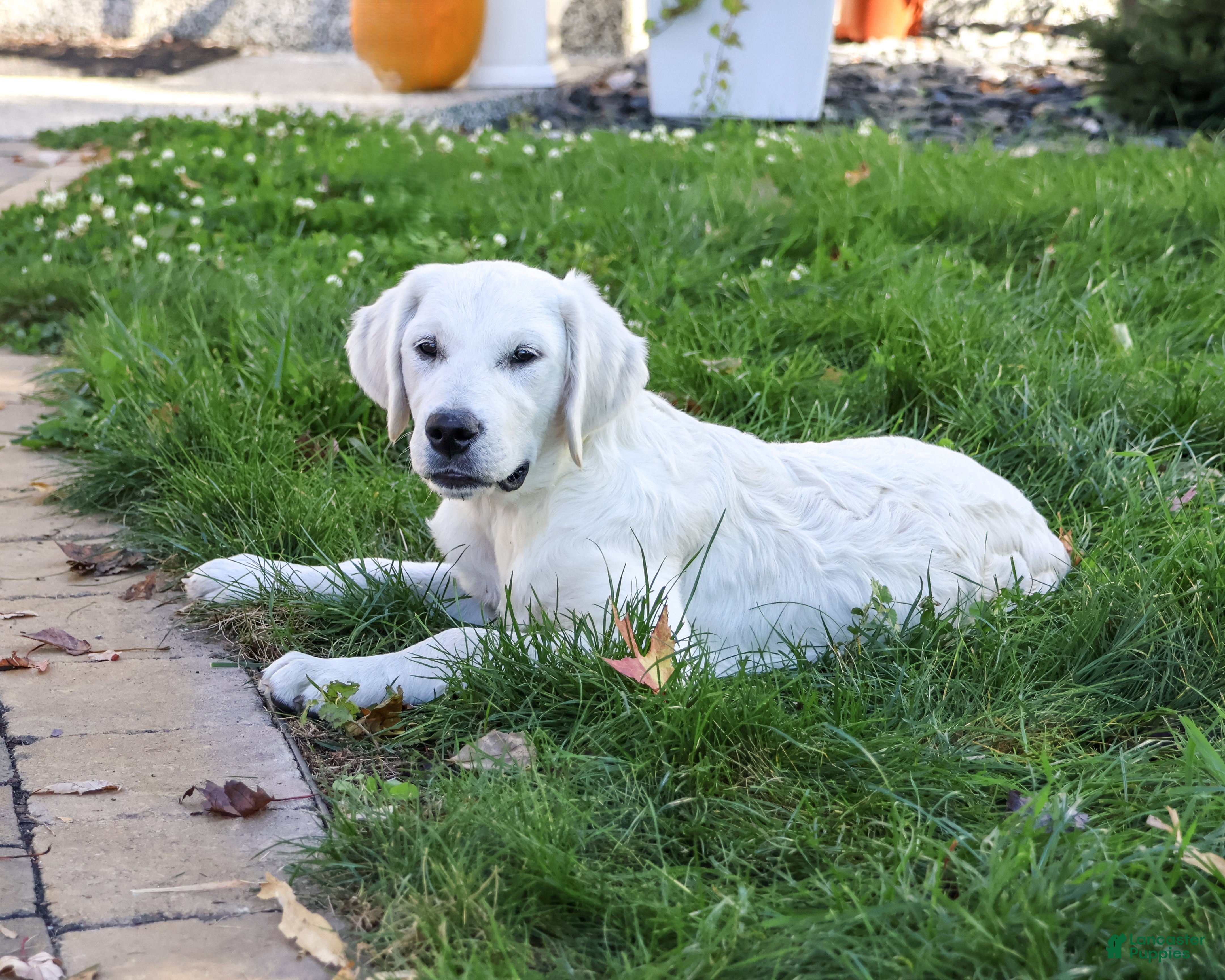 Golden Retriever dogs for sale: Tallulah - Ad 2